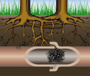 How Can Tree Roots Damage Your Sewer Lines?