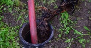How to Detect and Prevent Tree Roots in Sewer Lines
